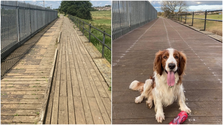 Bertie the dog carrying a bottle on the Brampton Valley Route