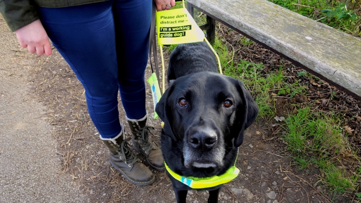 A close up of a black Labrador guide dog called Webbly. He's wearing a guiding harness which is being held by a person out of shot, the pair are stood beside a bench on the Bristol Bath Railway Path.