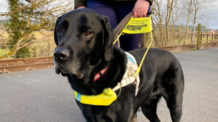 A close up of a black Labrador guide dog called Webbly. He's wearing a guiding harness which is being held by a person out of shot, the pair are stood on the Bristol Bath Railway Path.