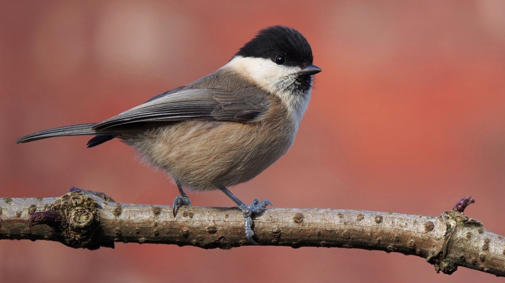 Willow Tit perched on a branch. Approximately 11.5cm in length with a black cap (top of the head) and small black bib (neck), white cheeks, brown feathers on its back and pale grey feathers underneath.