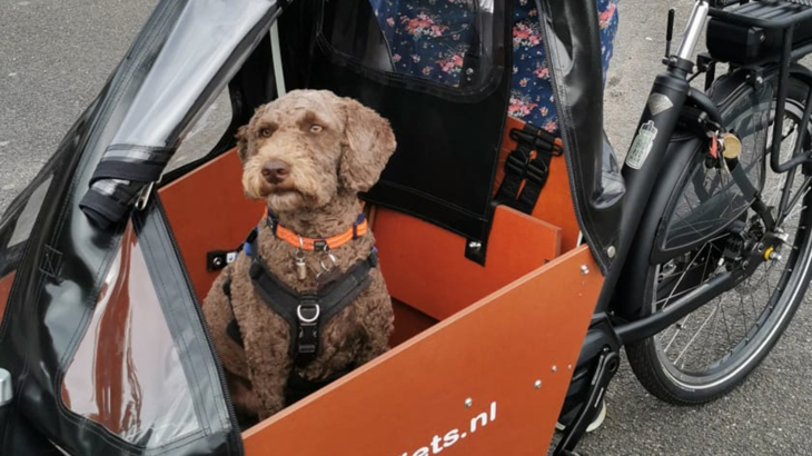 Close up of brown labradoodle dog wearing a black harness, sat in a cargo bike on a tarmac surface. There is a clear plastic rain cover partially covering him overhead and in the background the lower body and foot of the person holding the bike.