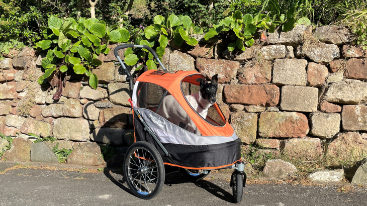 A Smooth Fox Terrier is stood, looking out of an orange, black and grey push stroller. Behind her is a dry stone wall with trailing plants and shrubs behind. The day is sunny.