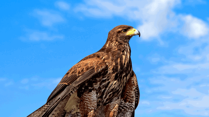 Golden Eagle