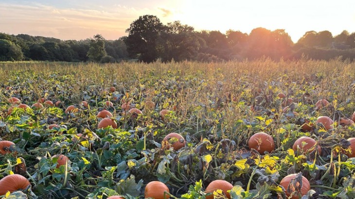A field of pumpkins with a clear sky and sunset.