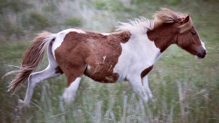 Brown and white horse galloping across green field.