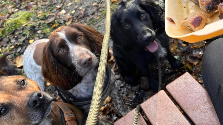 Three dogs all sat down outside looking up at a tray of sausages in the right hand corner of the image.