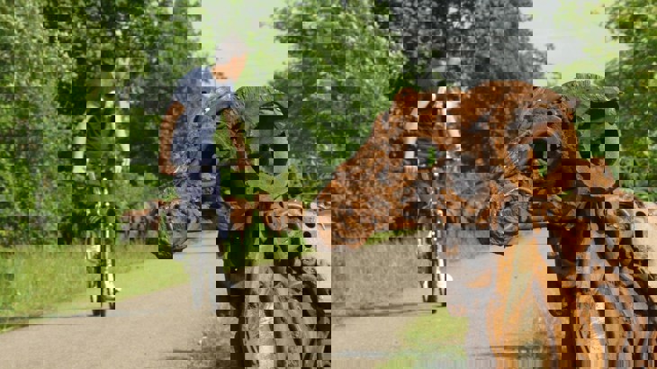 Rusty metal sculpture of ram next to cycle path with boy cycling in background