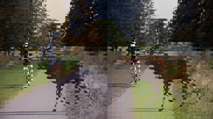 Deer crossing tarmac path in park while cyclist watches