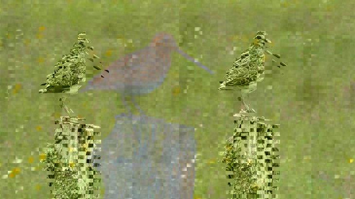 Snipe bird with long, straight bill sitting on tree stump