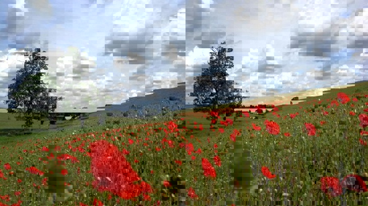 Field with poppies and tree in the background