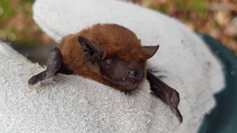 A Noctule bat with orange fur and dark features being held by someone wearing a glove