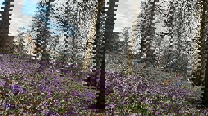 Purple flowers in a field