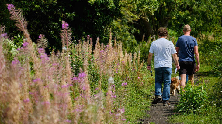 Two people walking away from the camera with their dog along a traffic-free route. The route is surrounded by tall grass, trees and beautiful little purple flowers.