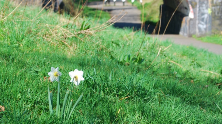 Daffodils on Fallowfield Loop Line