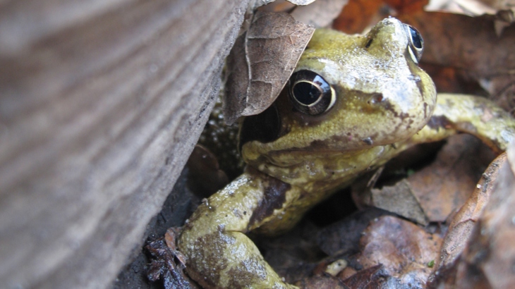 Close up of a single frog sat on top of a pile of wet leaves