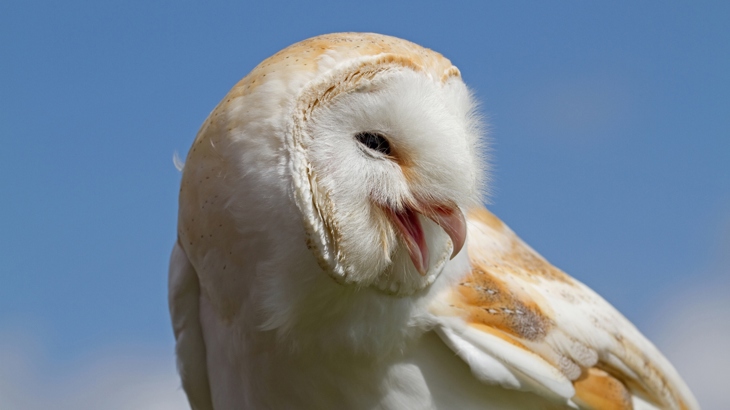 Barn owl with beak opened against blue sky.