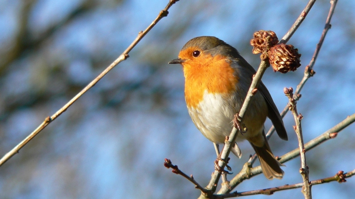 Robin on branch against blue sky.