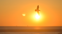 Silhouette of flying bird during sunset