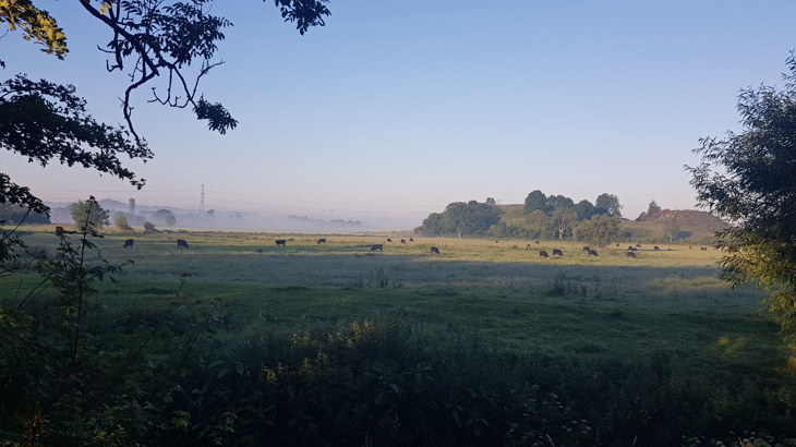 A farmer's field in Glastonbury during golden hour with mist on the hills in the background and grazing cows in the foreground