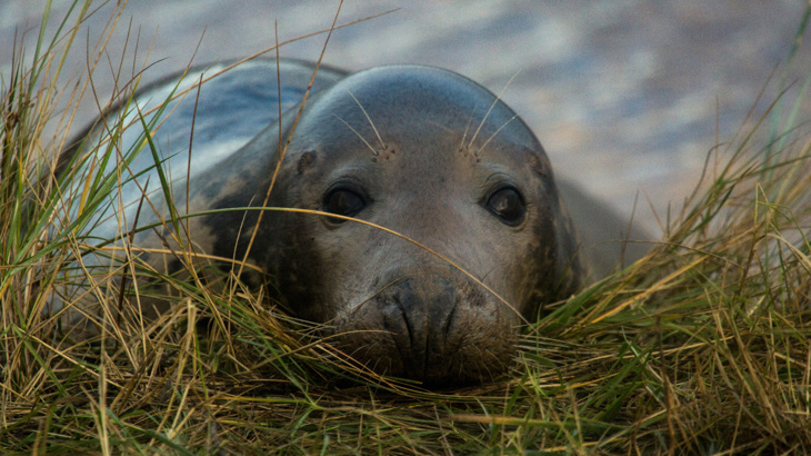 A grey seal looking directly at the camera with its head resting on a mound of grass the rest of its body in the background is out of focus