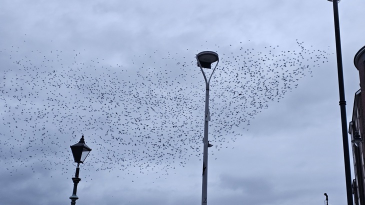 Murmuration of starlings in Belfast winter sky with lanterns