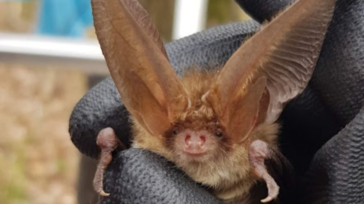A brown long-eared bat being held by someone wearing gloves outside 